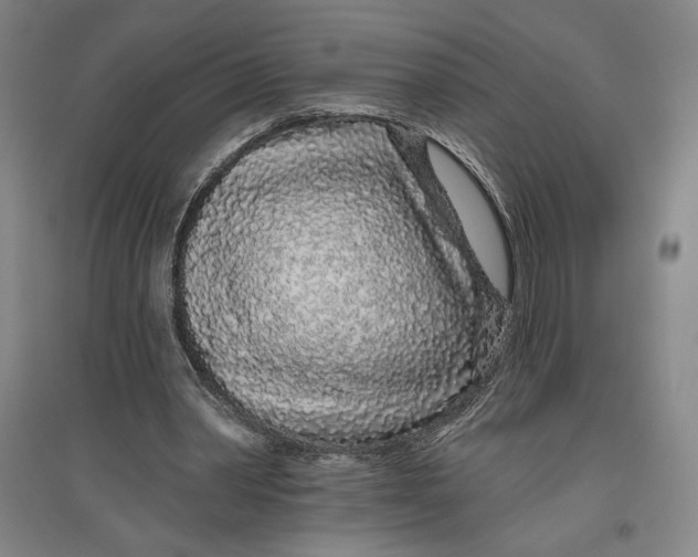 X0000096630390200802261209