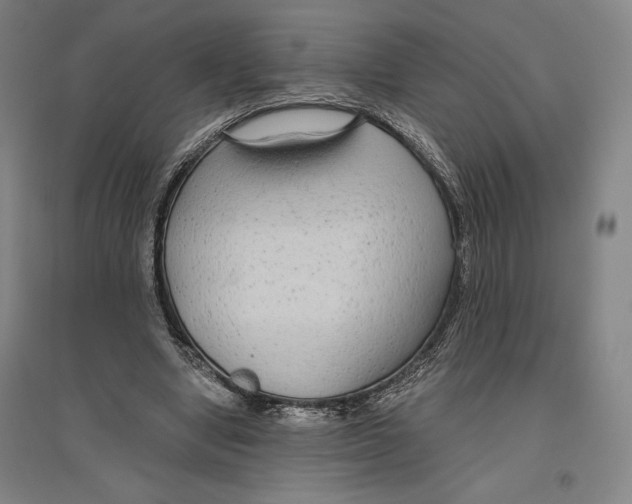 X0000096630442200802261208