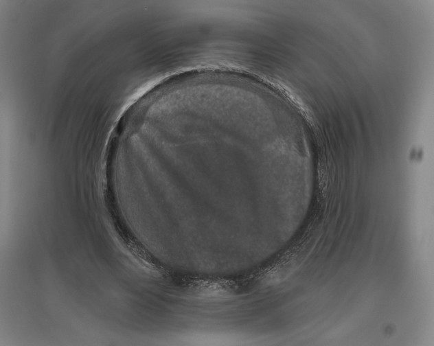 X0000096630488200802261208