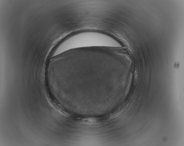 X0000096630492200802261208