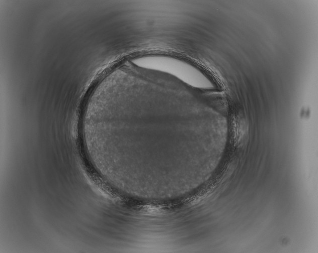 X0000096630496200802261208