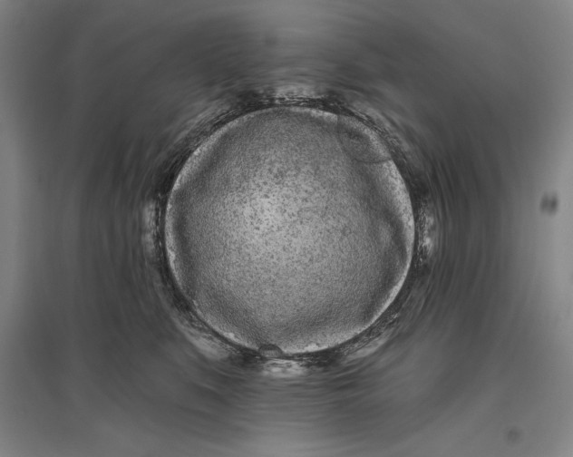 X0000096630519200802261207