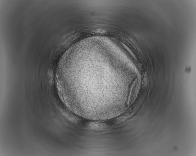 X0000096630568200802261207