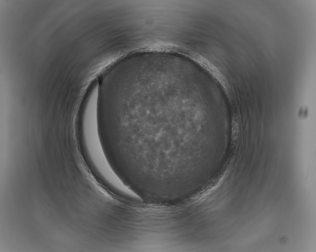 X0000096630581200802261206