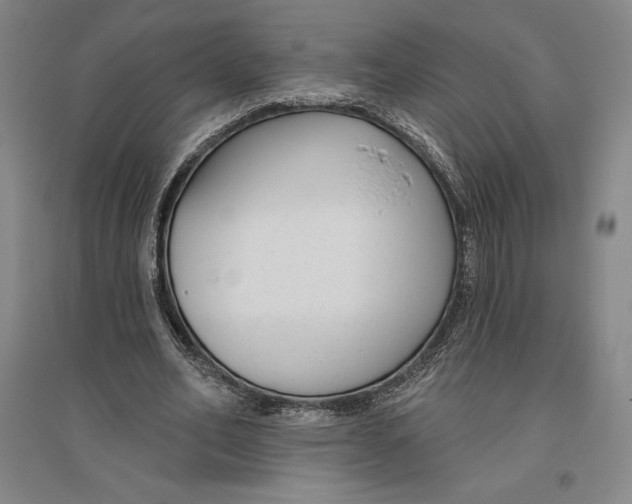 X0000096630582200802261206