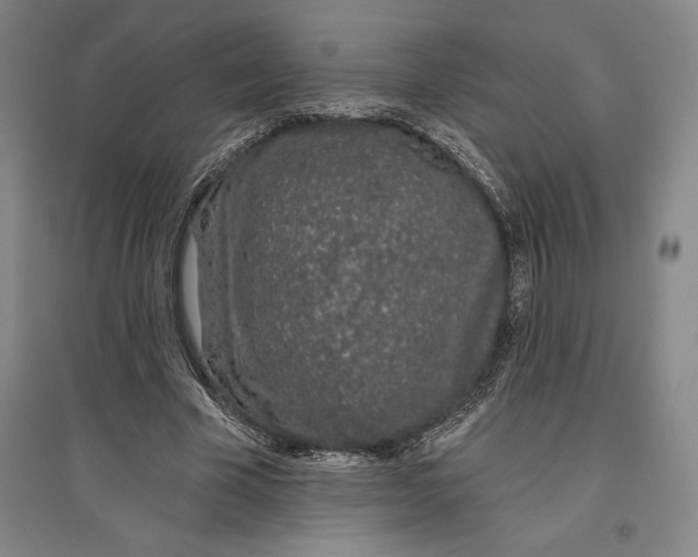 X0000096630585200802261206