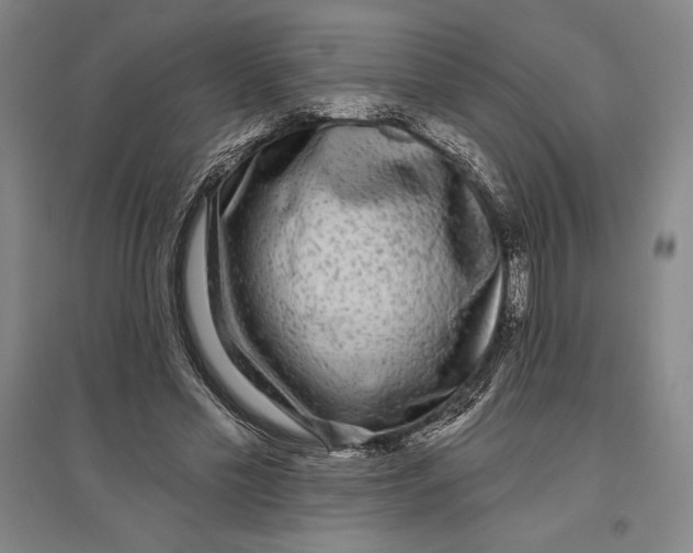 X0000096630589200802261206