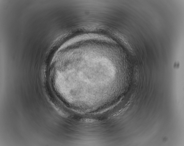 X0000096630590200802261206