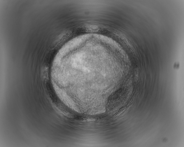 X0000096630598200802261206