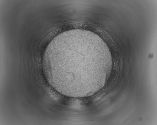 X0000096630610200802261206