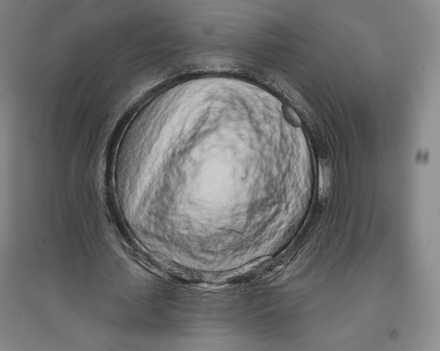 X0000096630627200802261205