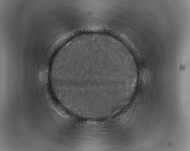 X0000096630640200802261205