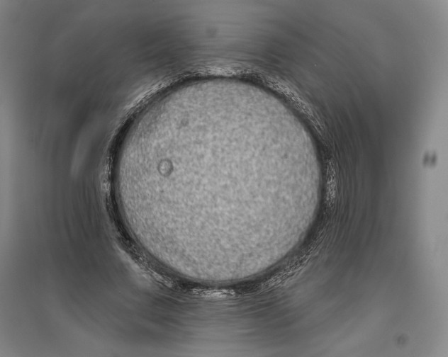 X0000096630683200802261205