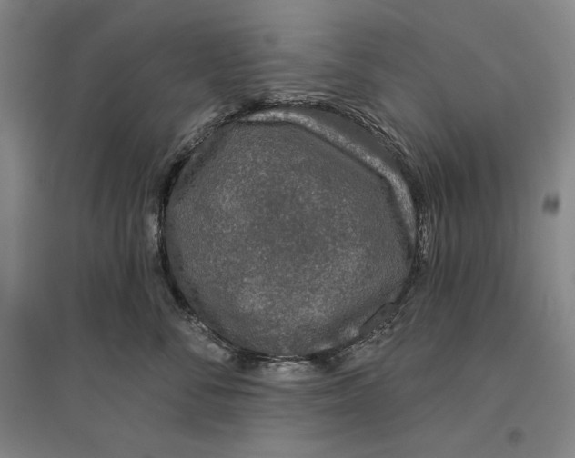 X0000096630716200802261204