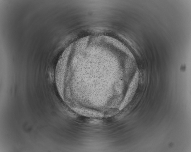 X0000096630718200802261204