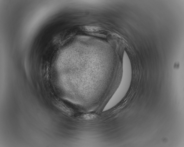 X0000096630762200802261204