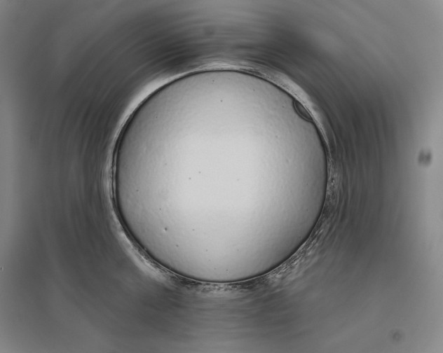 X0000096630811200802261203