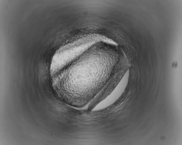 X0000096630818200802261202