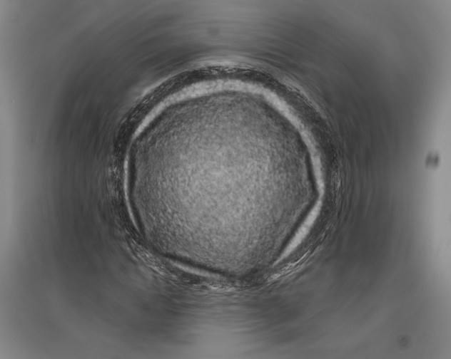 X0000096630822200802261202
