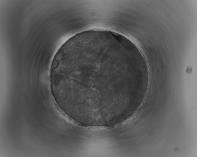 X0000096630864200802261203