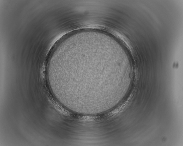 X0000096630875200802261202