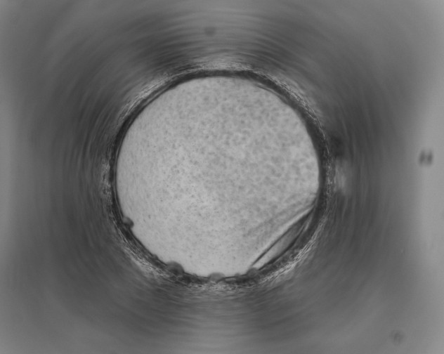 X0000096630881200802261202