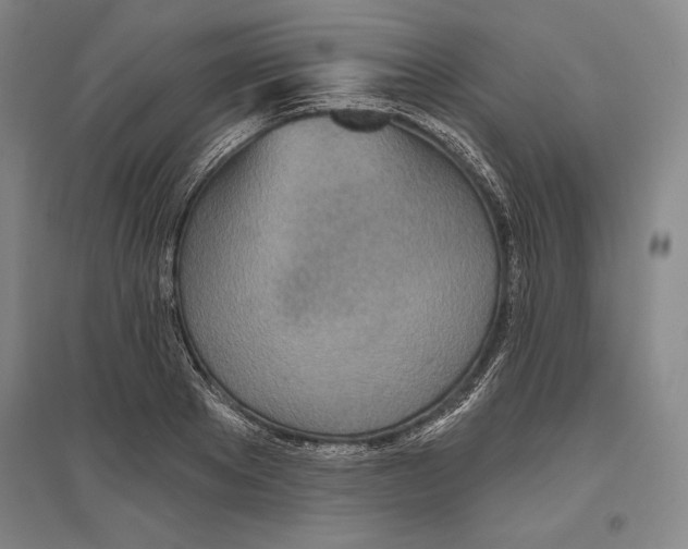 X0000096630889200802261202