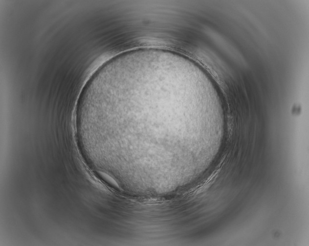 X0000096630891200802261202