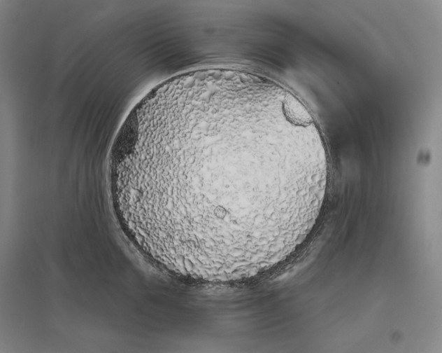 X0000096630907200802261201