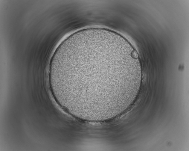 X0000096630911200802261201