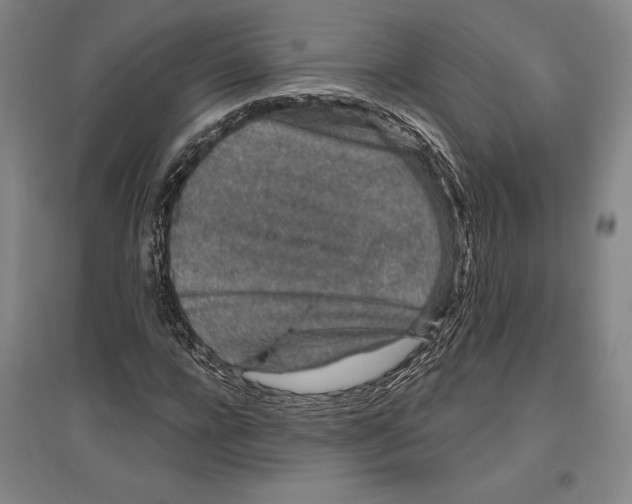 X0000096630920200802261201
