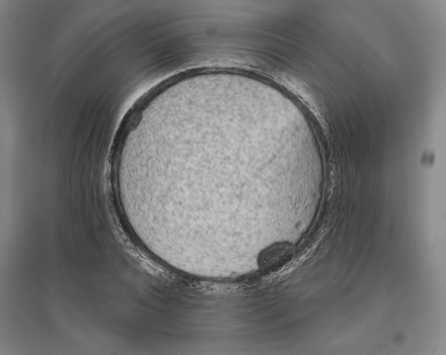 X0000096630928200802261201