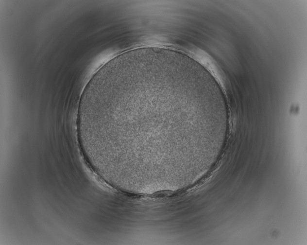 X0000096630954200802261201