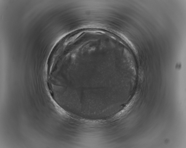 X0000096630988200802261200