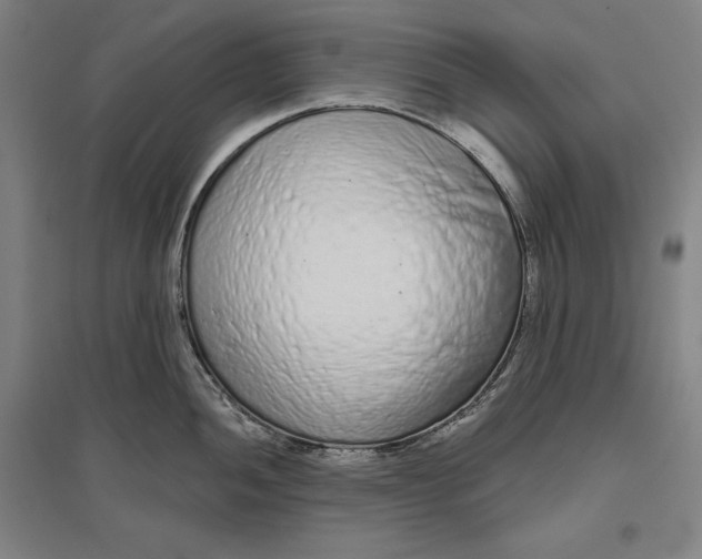 X0000096631052200802261200