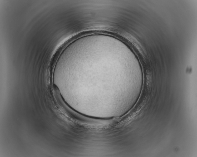 X0000096631069200802261159