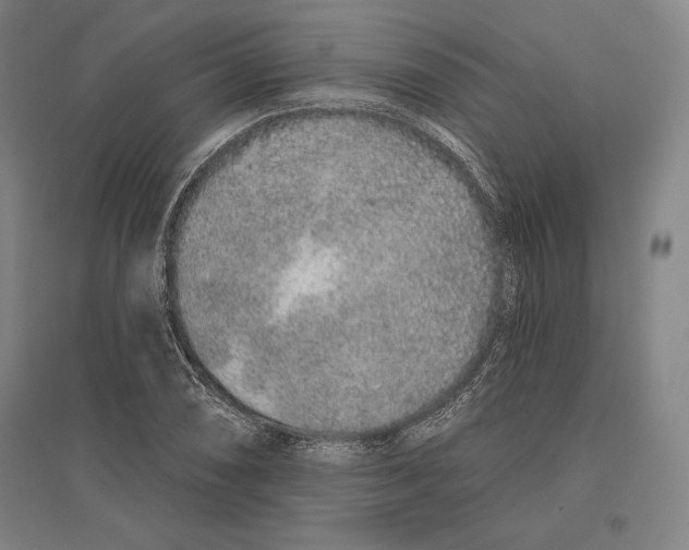 X0000096631074200802261159