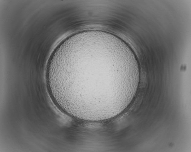 X0000096631090200802261158