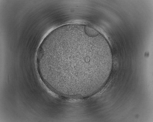X0000096631091200802261158