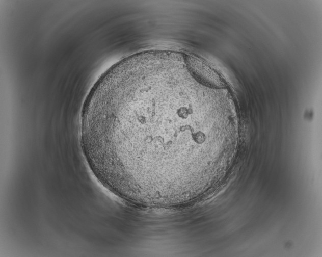 X0000096631095200802261158