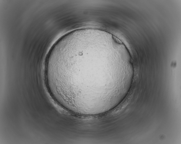 X0000096631099200802261158