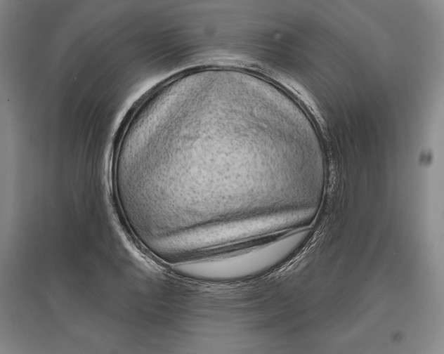 X0000096631128200802261158