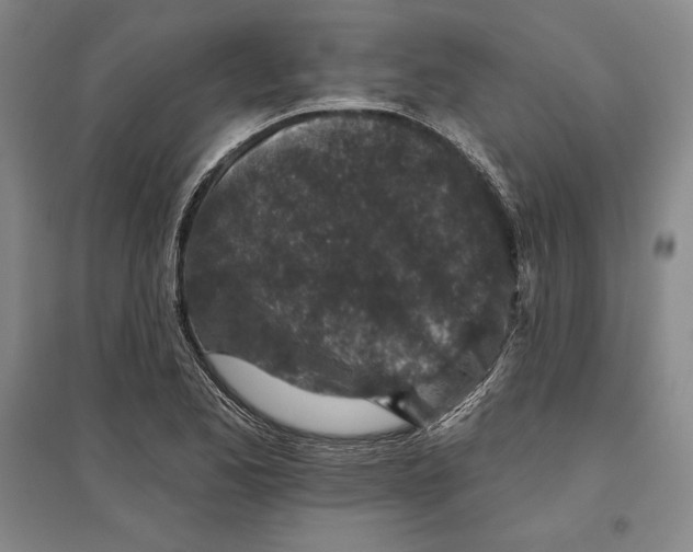 X0000096631173200802261157