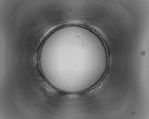 X0000096631212200802261156