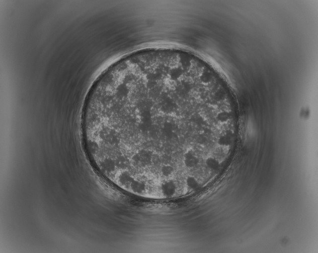 X0000096631229200802261157