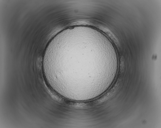 X0000096631233200802261157