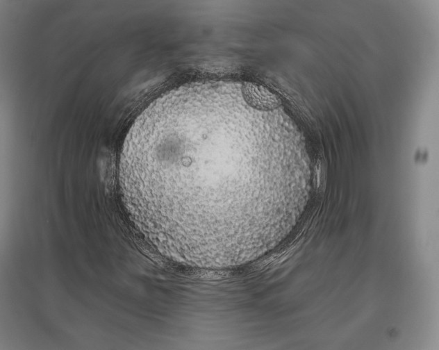X0000096631251200802261156