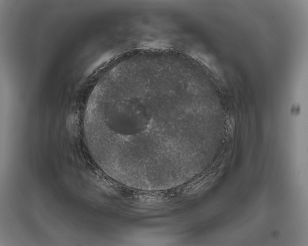 X0000096631254200802261156