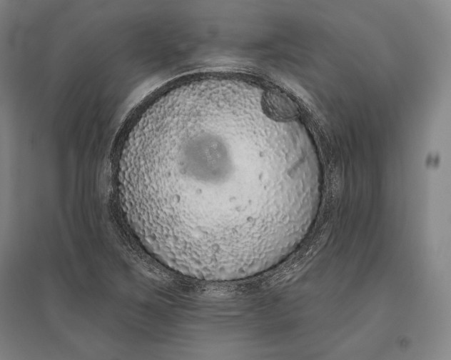 X0000096631267200802261156