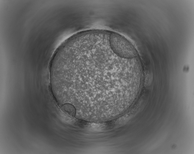 X0000096631271200802261156